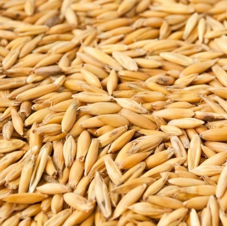 Овес большой. Овес. Овес зерно. Семена овса. Цельная пшеница.