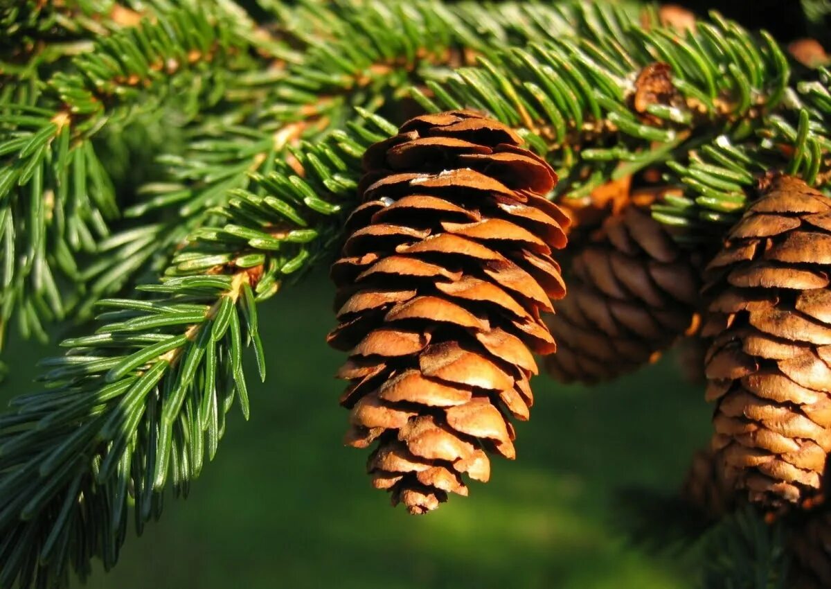 Хвойная елка. Ель Сибирская (Picea obovata Ledeb. ). Ель Сибирская шишечки. Ель красная Picea Rubens. Picea obovata шишки.