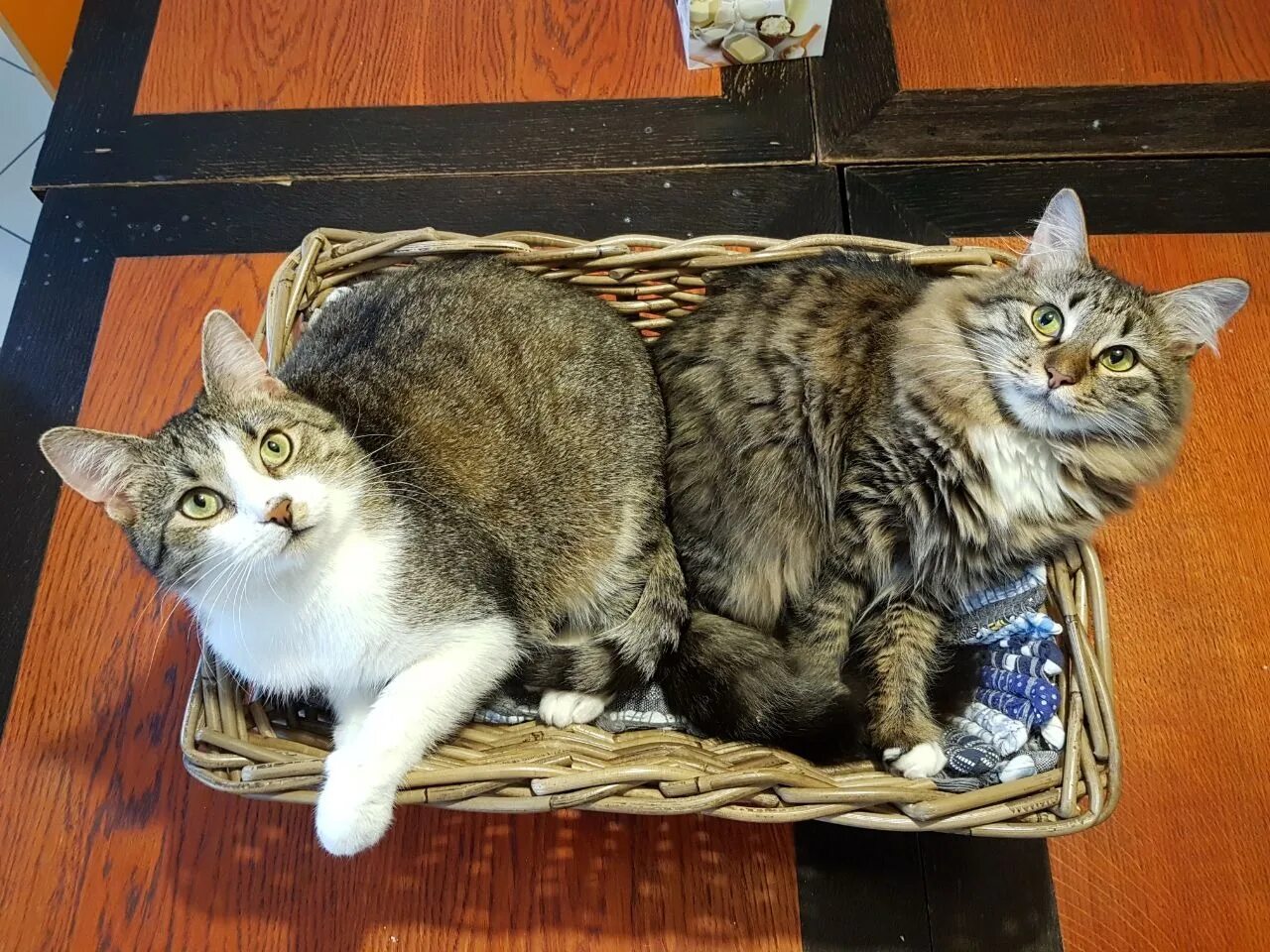 Котокафе котиссимо новая басманная. Котокафе котиссимо. москва новая басманная улица 31 котокафе котиссимо. кот мурчик.