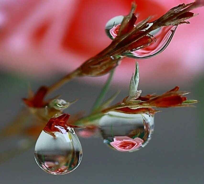 стихотворение на ладонь упала капля все подумали вода. капелька счастья в ладошку упала. капелька счастья в ладошку упала. капля счастья. капли росы в ладонях.