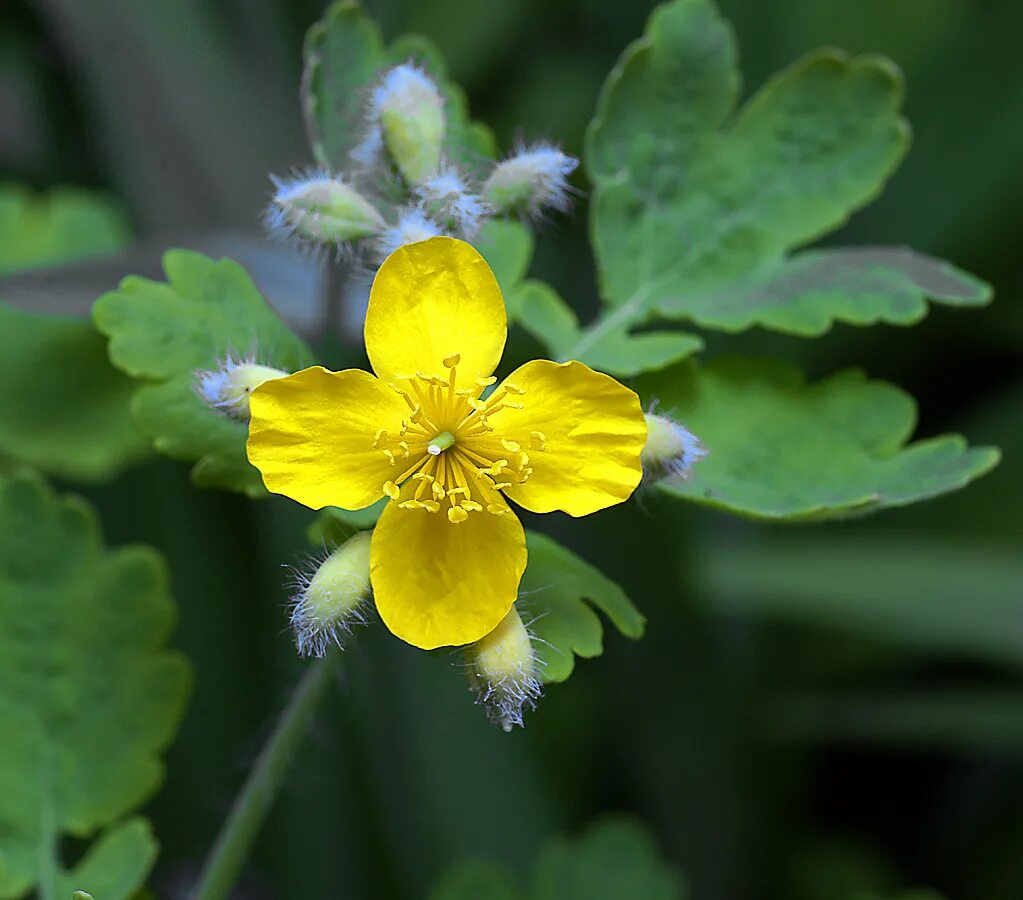 Chelidonium majus herba. Chelidonium majus однолетнее. Чистотел большой.