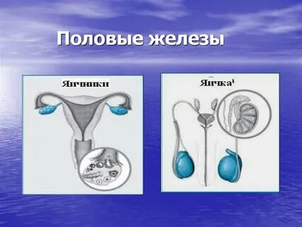 Есть ли у мужчин яичники