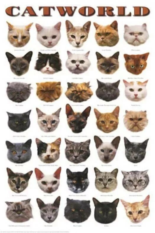 Как отличить породу. КВК определиь парлду кошки. Разные породы кошек. Определить пороуд кошки. Типы морд у кошек.