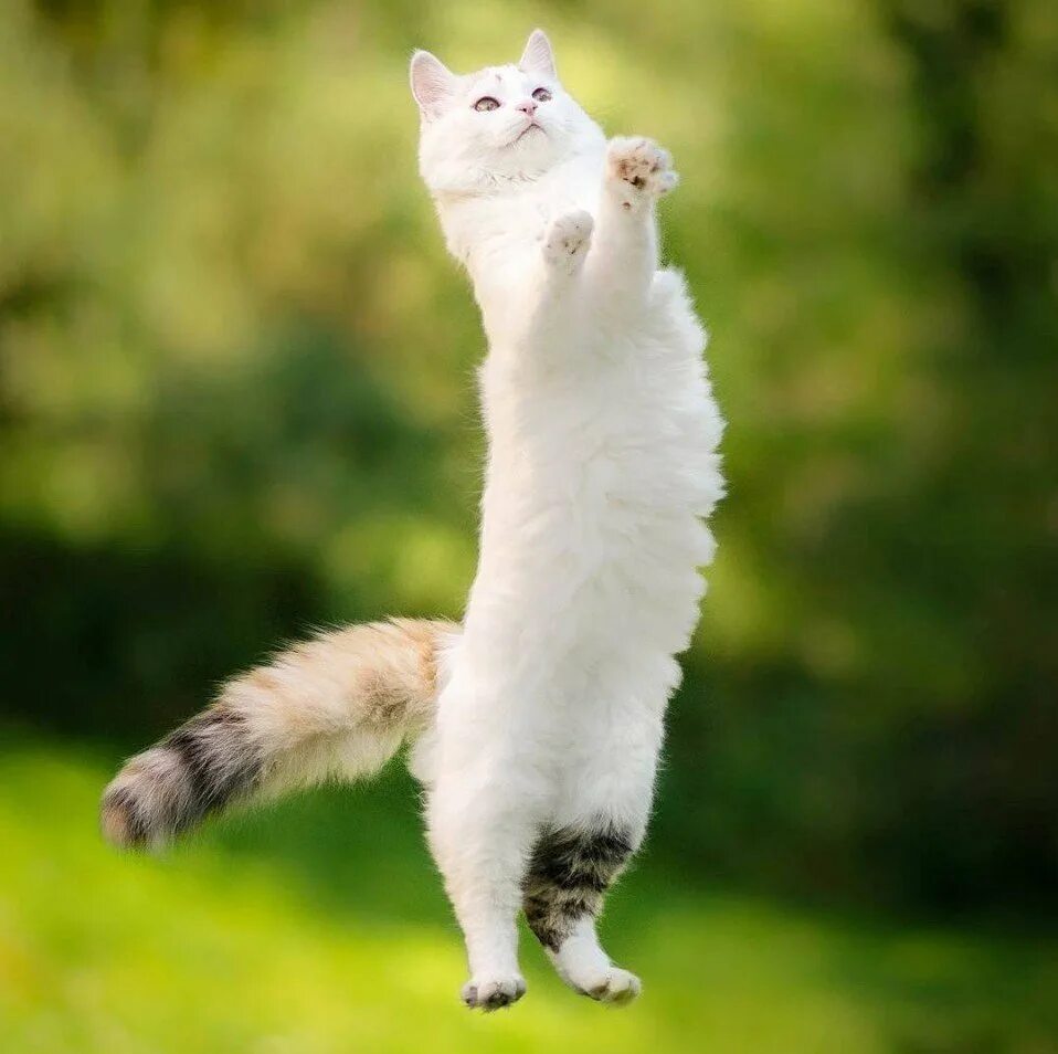 Скачущие коты