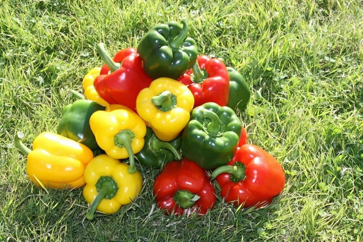 Болгарский перец в огороде. Сбор урожая перца. Сладкий перец на грядке. Урожай перца. Урожай перца болгарского.