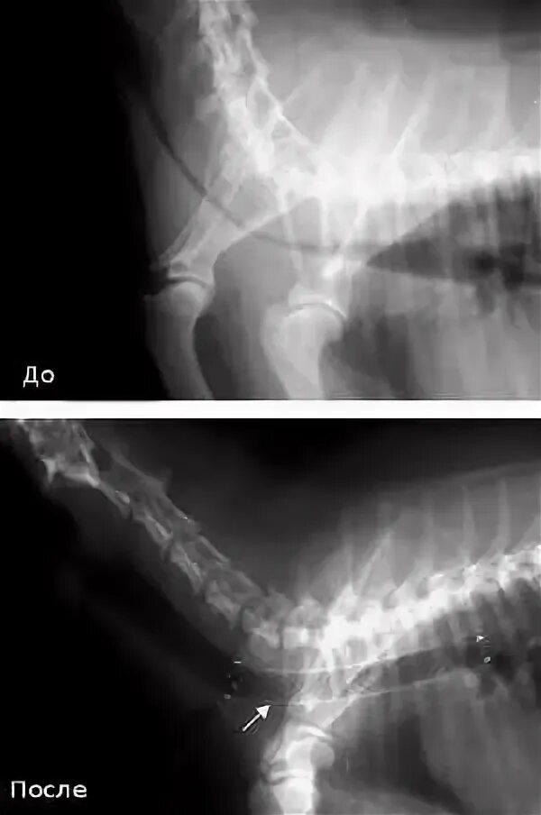 Стеноз у собак. Стентирование трахеи у собак. Коллапс трахеи у собак рентген. Коллапс трахеи у собак трахеоскопия.