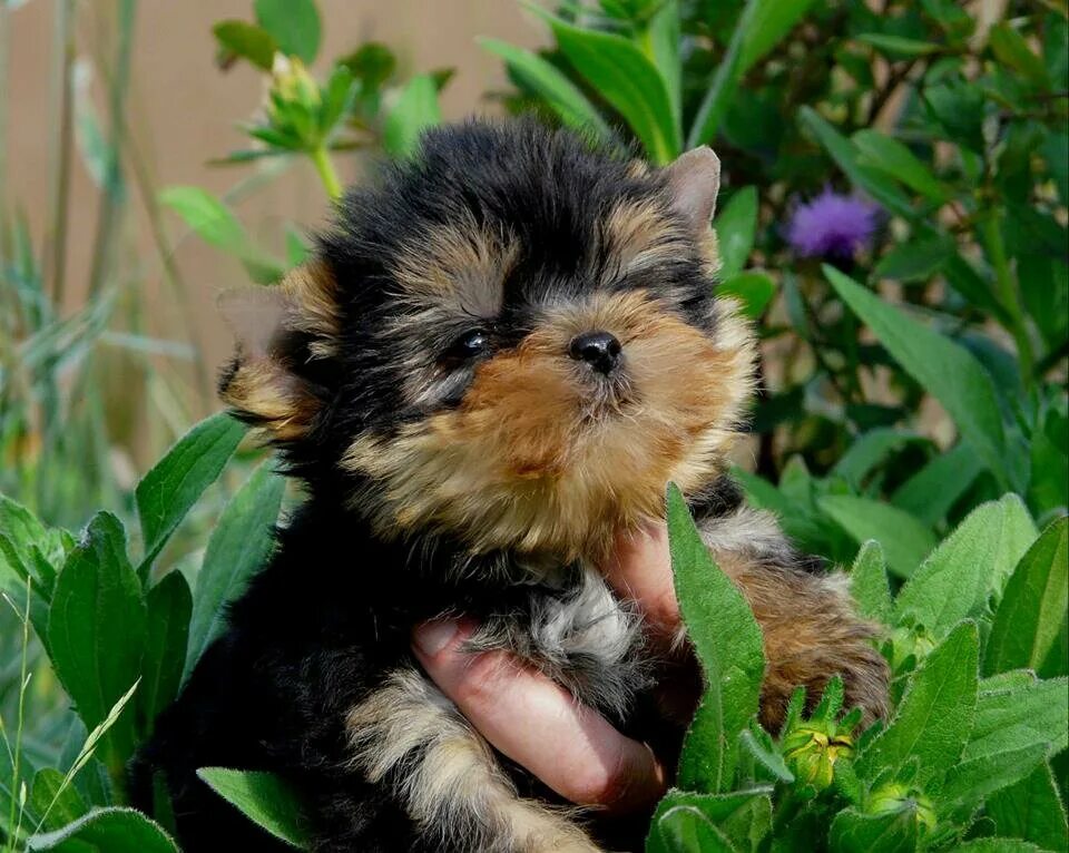 йоркширский терьер мини питомник. питомник йоркширских терьеров хрустальная орхидея. йоркширский терьер мини питомник. маленький щенок йорка в помете. питомник йоркширских терьеров мини.