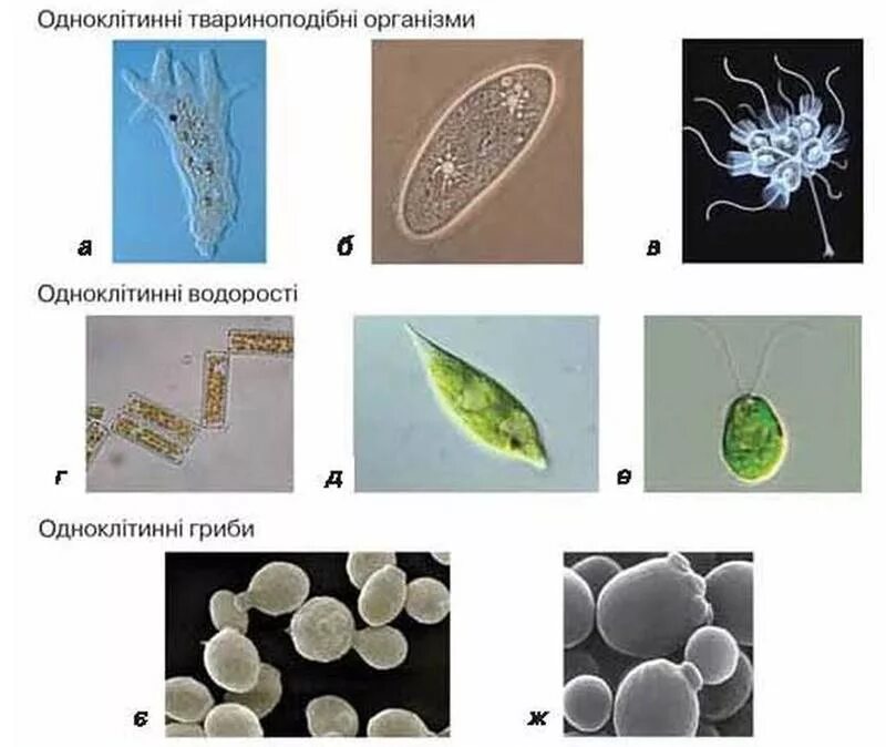 Жизнь клетки одноклеточного организма