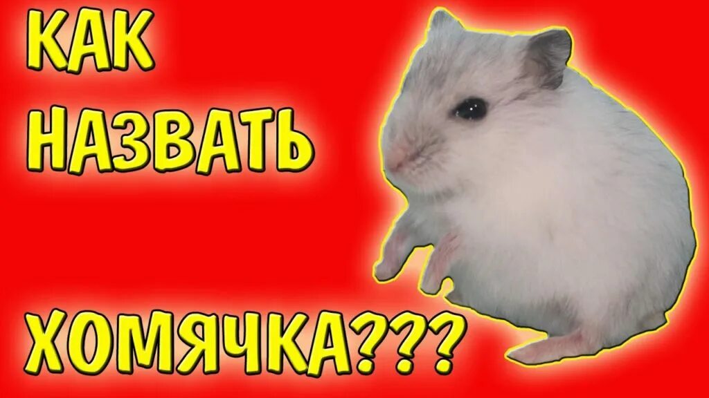 Как назвать хомяка мальчика и девочку. Имена для хомячков. клички для хомяков. имя для хомяка. имя для хомяка девочки.