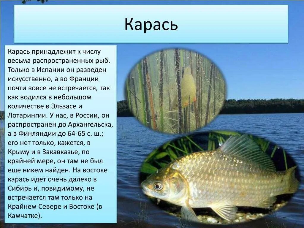 Карась среда обитания водная. Доклад про карася. Сообщение о карасе. Карась презентация для детей. Какие рыбы водятся в пресных водоемах.