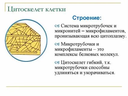 Цитоскелет функции и особенности