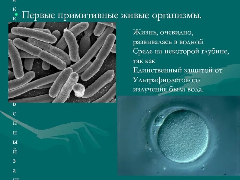 Первыми появились на земле организмы были. Первые организмы архейской эры. Первые живые организмы возникли. Архейская эра водоросли. Первые организмы архейской эры.