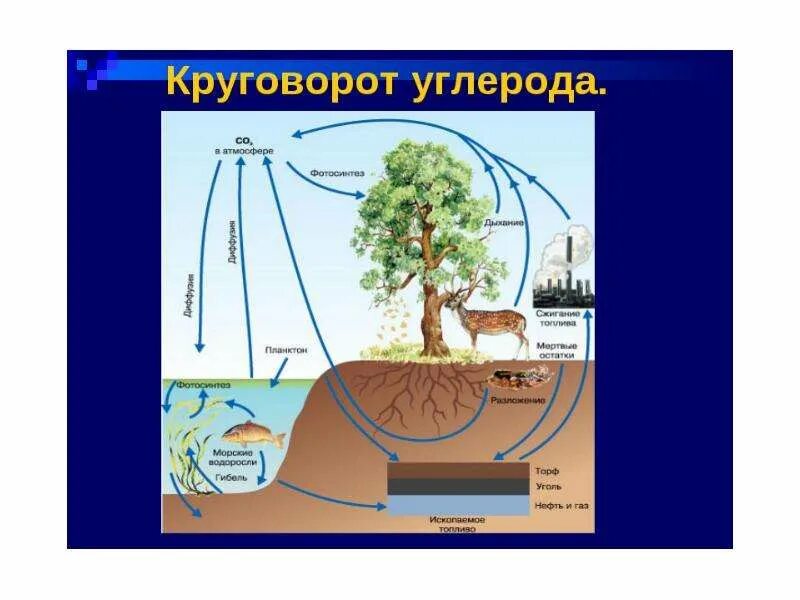 Круговорот углерода в биосфере. Круговорот углерода в природе. Круговорот углерода в природе 5 круговоротов. Круговорот воды и углерода в биосфере. Почему углерод называют элементом живой природы