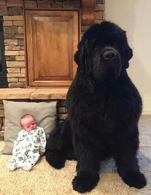 Animal giants: A round up of some of the world's biggest animals Tallest dog, Hu