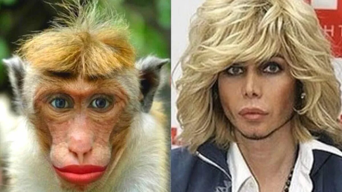 какое животное похоже на человека. какое животное похоже на человека. животные похожие на людей. собаки похожие на людей. животные похожие на людей.