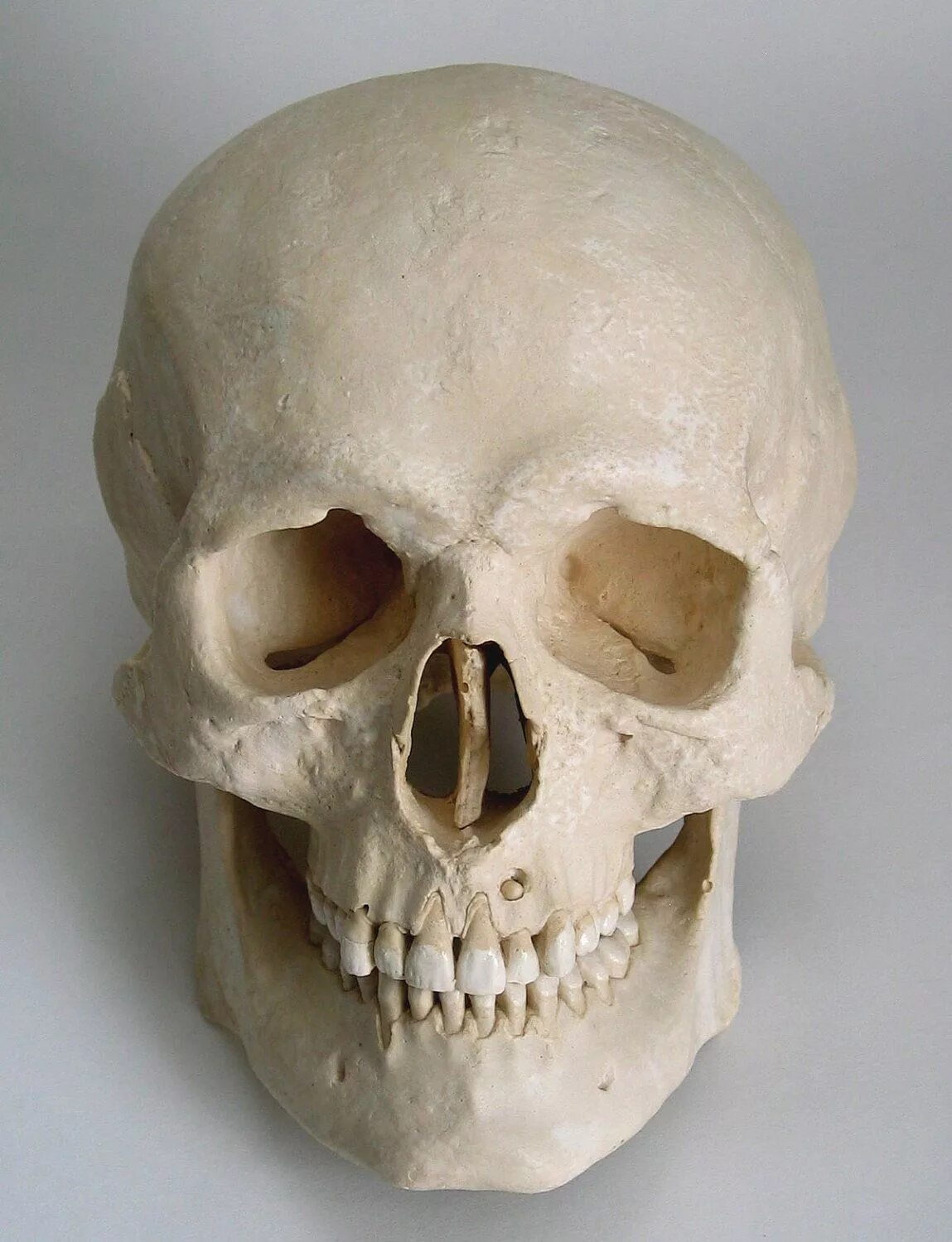 Location of the Major Bones - Lower Body Diagram Quizlet