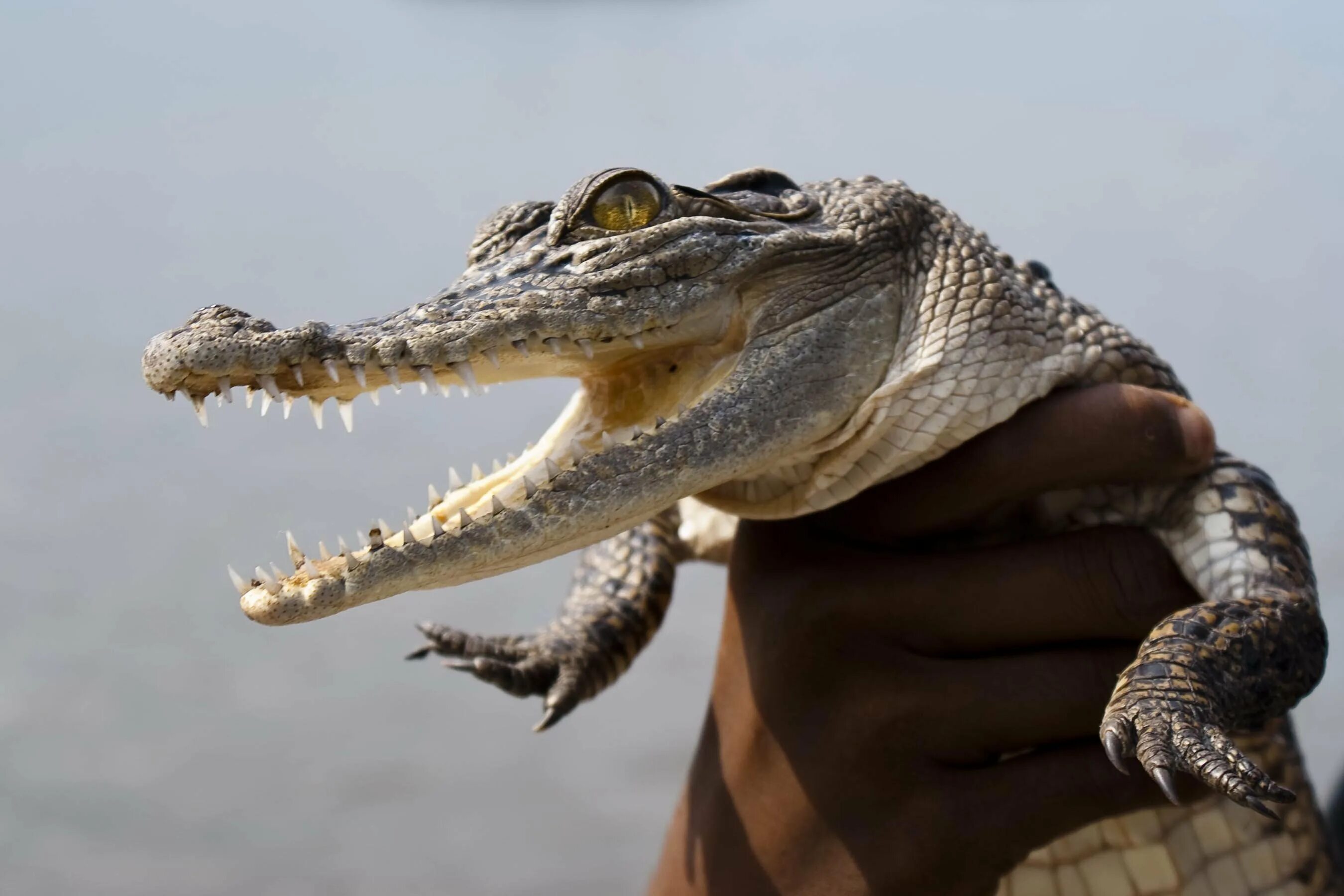 Нильский крокодил. Угарный крокодил. Добрый крокодил. Самые смешные крокодилы. Самые смешные крокодилы.