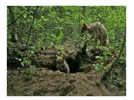 В каких лесах живет волк