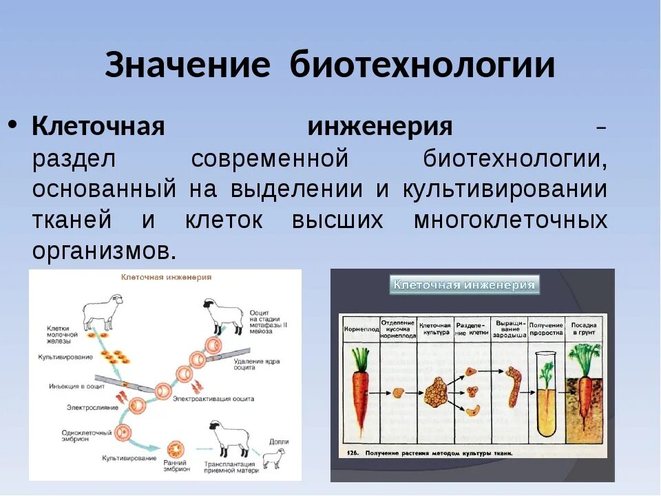 Биотехнология клеточная и генная. Биотехнология генная и клеточная инженерия. Клеточная инженерия в биотехнологии. Клеточные биотехнологии презентация. Генная и клеточная инженерия в современной биотехнологии.