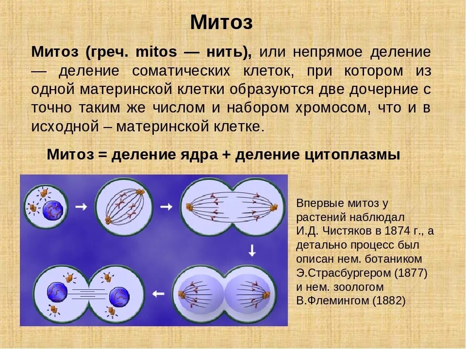 Митоз деление клетки в результате которого