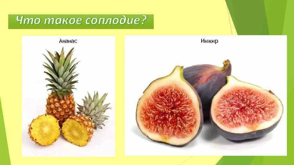 Строение цветка ананаса. Соплодие плоды примеры. Растение формирующее соплодие. Строение плода инжира. Соплодие инжира.