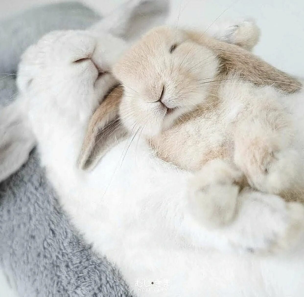 Спящие зайчики. Спящий кролик. Спящий зайчик.