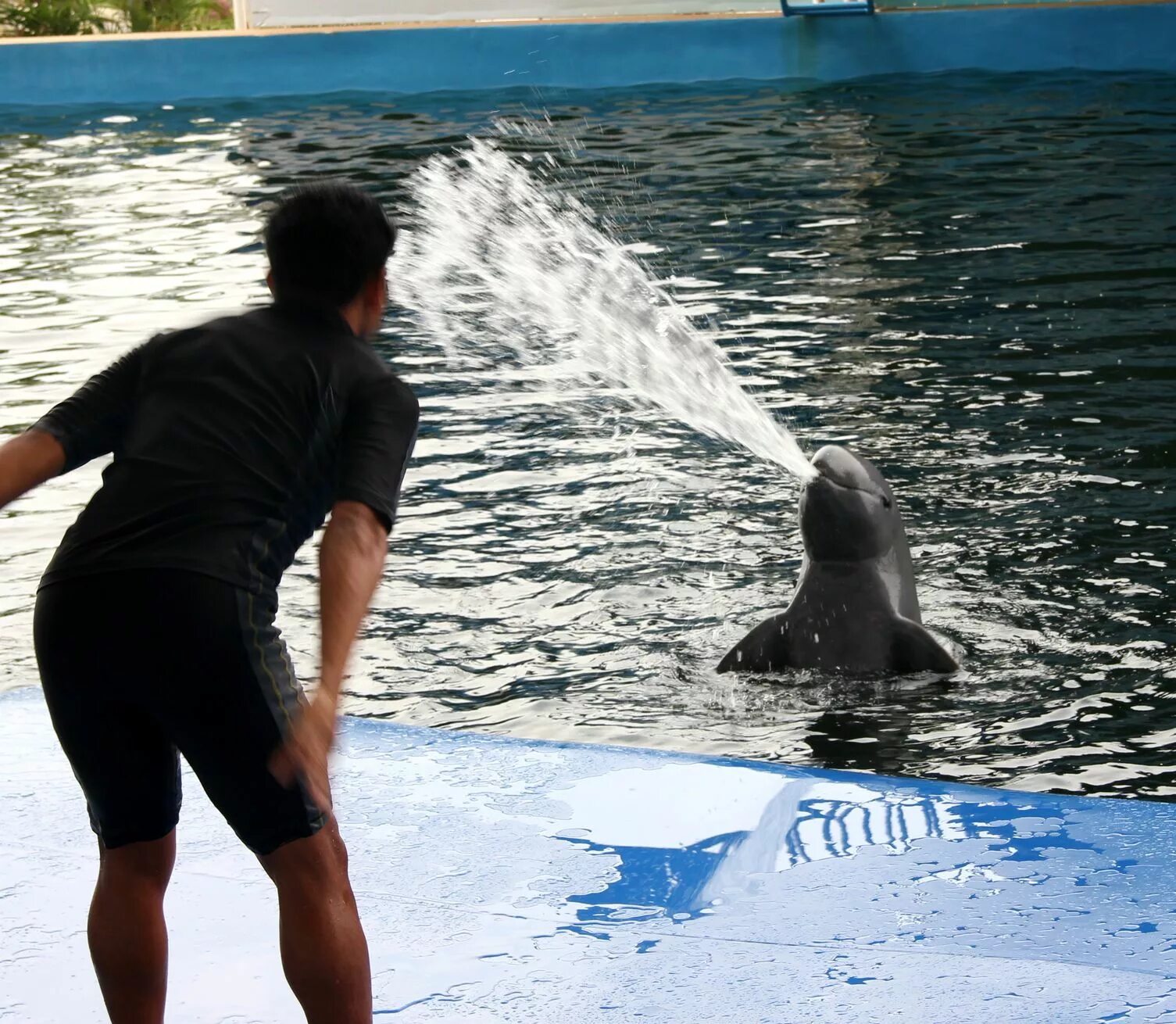 Дельфинарий паттайя. Дельфин Паттайя. Дельфинарий в Паттайе фото. Pattaya Dolphinarium.