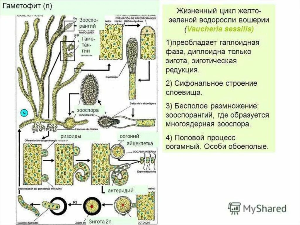 В жизненном цикле водорослей преобладает. Жизненный цикл желто зеленых водорослей. Вошерия размножение. Желто зеленые водоросли строение. Вошерия таллом.