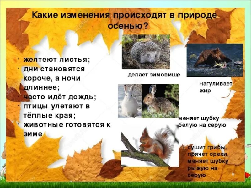 Название основного признака изменения в природе осенью. Осенние изменения в живой и неживой природе 2 класс. осенние явления в живой и неживой природе 2 класс. осенние изменения в природе. изменения в живой природе осенью.