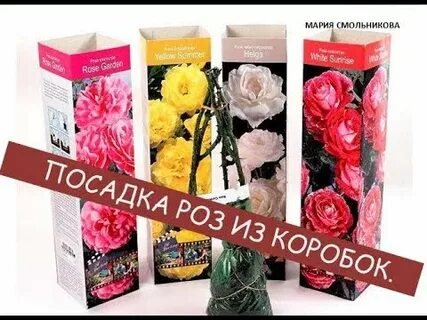 Купила розы в магазине что дальше делать