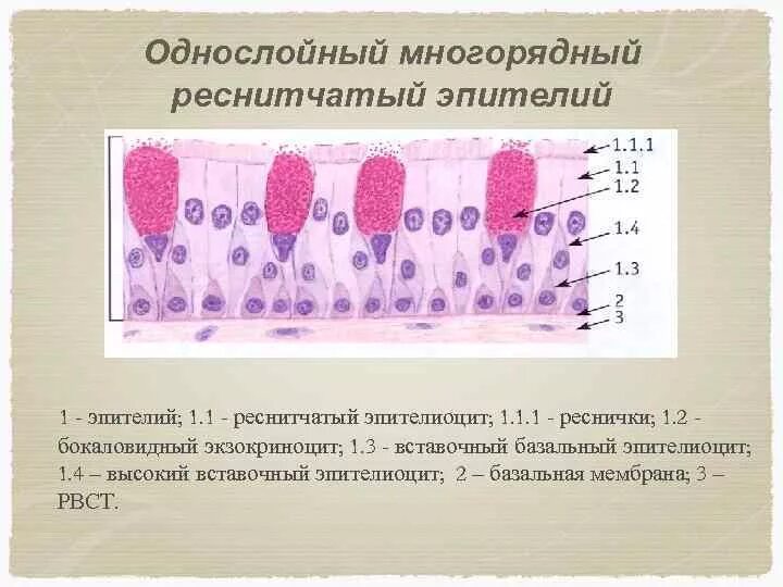 Какую функцию выполняет мерцательный эпителий. Однослойный многорядный призматический эпителий функции. однослойный многорядный реснитчатый эпителий трахеи. однослойный многорядный столбчатый мерцательный эпителий. однослойный многорядный эпителий строение.