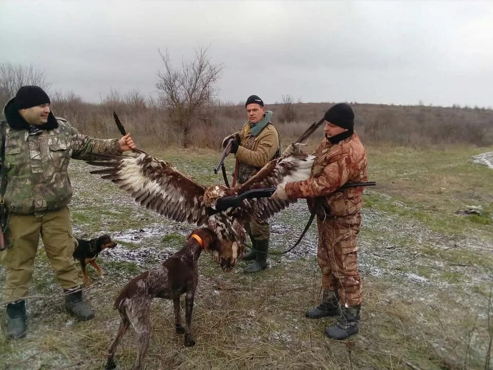 Охота с Беркутом. Браконьеры охотятся на птиц. Беркут птица на охоте. Отношения между беркутом и джейраном