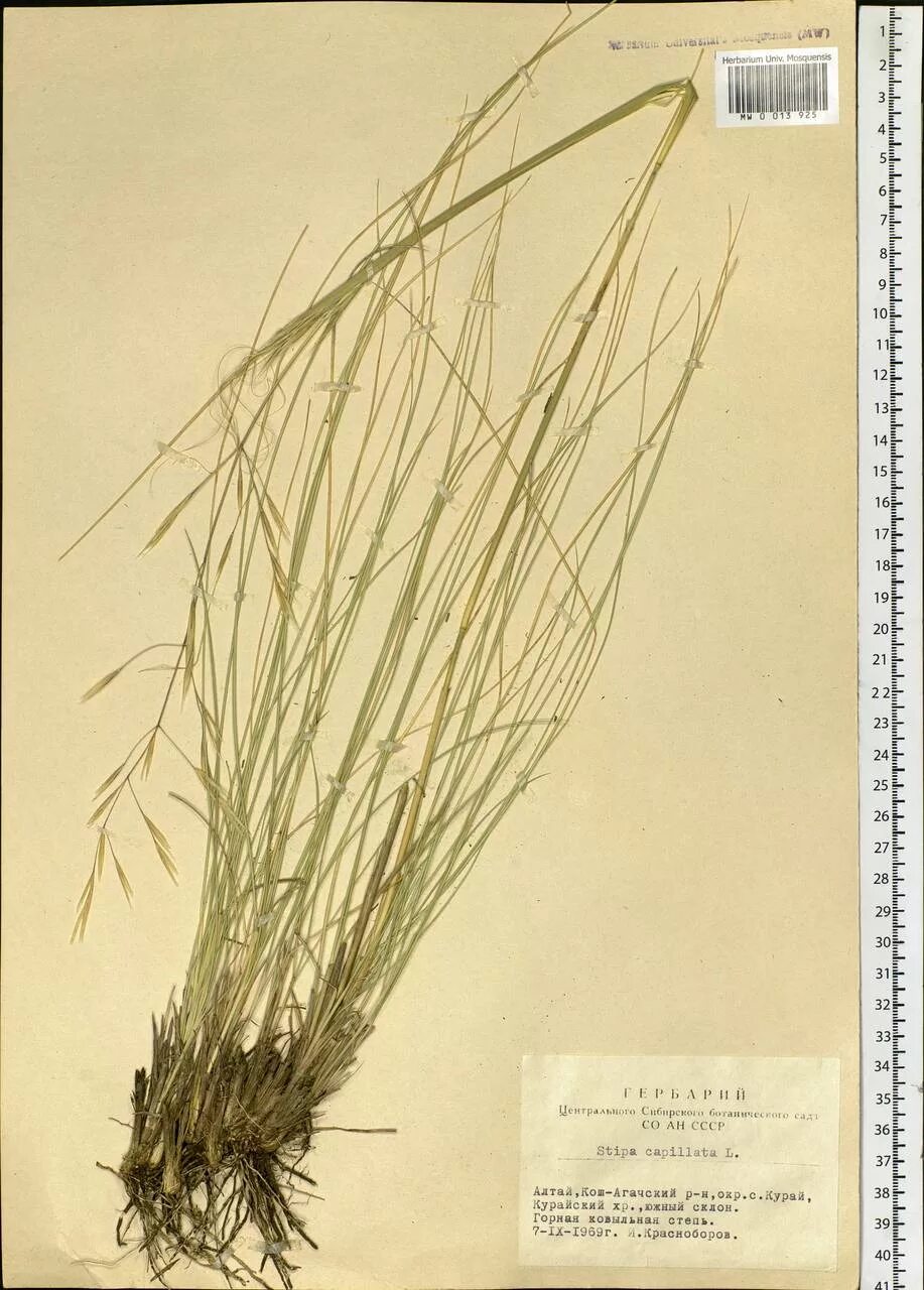 Ковыль-волосатик. Ковила волосатик (Stipa capillata). Ковыль Тырса. Ковыль волосатик гербарий. Ковила телеграмм