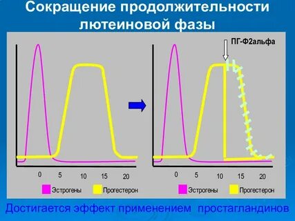 Лютеиновая фаза