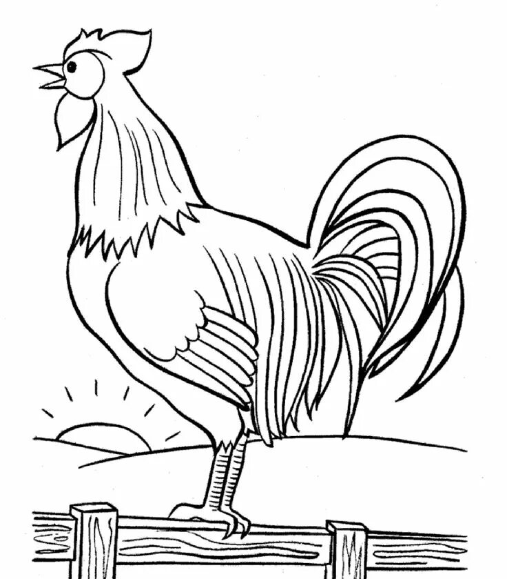 rooster_2 Adult coloring pages Disegni da colorare con animali, Gallo, Pagine da