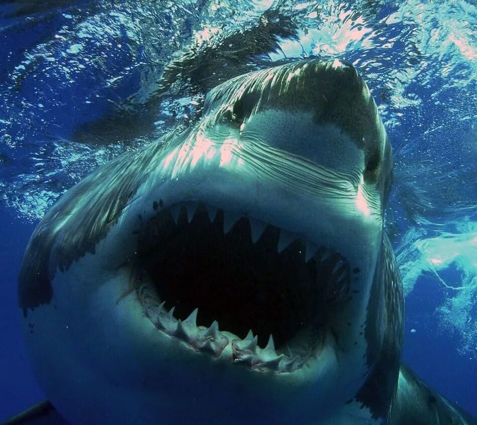 Топ акул. Акула кархародон. большая белая акула (great white shark). накула. морские хищники.