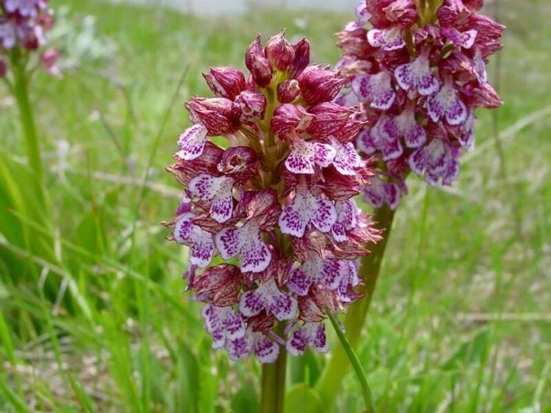 Ятрышник фото. Ятрышник пурпурный. Ятрышник салеп. Orchis purpurea. Пурпурный ятрышник в Великобритании.