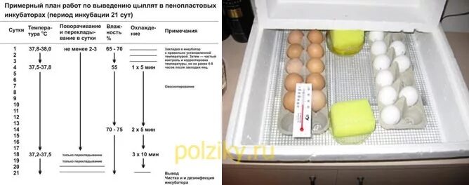 Можно ли закладывать яйца из холодильника. Инкубация куриных яиц в инкубаторе. График температуры в инкубаторе для куриных яиц и влажности. Влажность в инкубаторе для куриных яиц таблица. Вывод куриных яиц в инкубаторе Несушка.