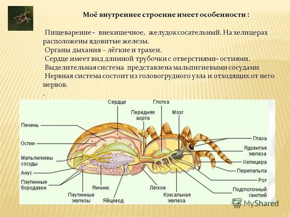 У каких членистоногих имеется внекишечное пищеварение. У каких членистоногих имеется внекишечное пищеварение. У каких членистоногих имеется внекишечное пищеварение. У каких членистоногих имеется внекишечное пищеварение. Внекишечное пищеварение у паукообразных.