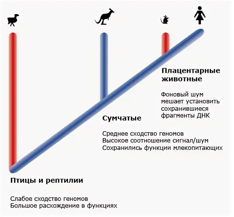 При расшифровке генома мартышки было установлено 40