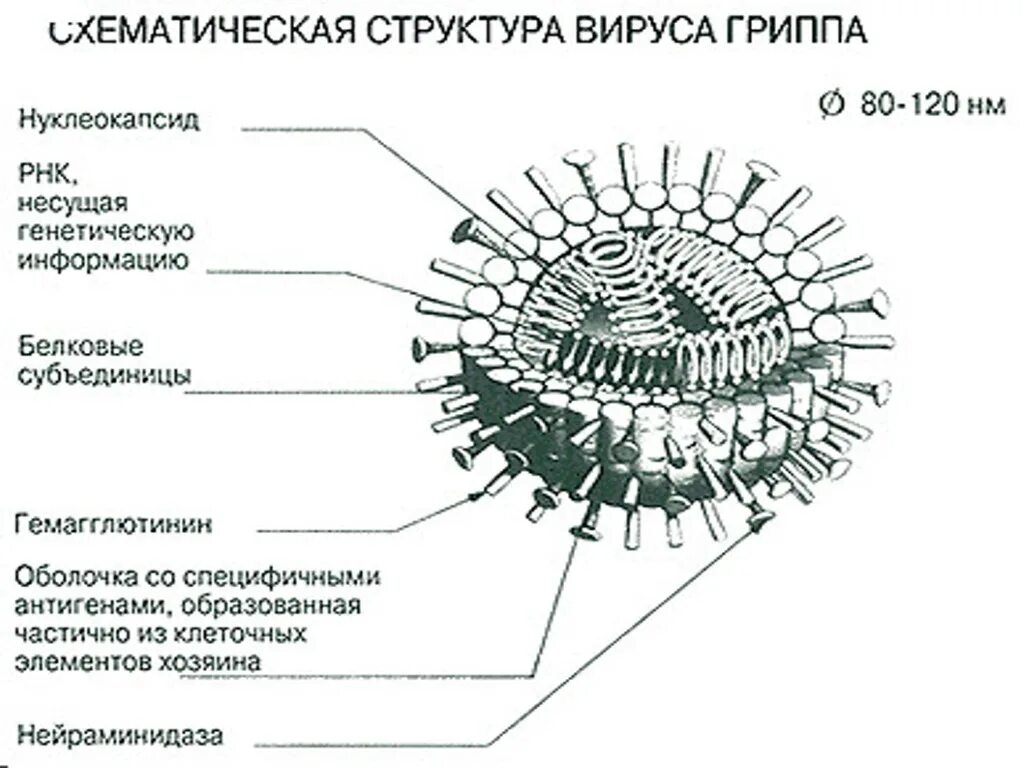 Вирус гриппа содержит. Вирус гриппа строение биология 10 класс. схематическая структура вируса гриппа. структура вириона вируса гриппа. схема строения вириона вируса гриппа.