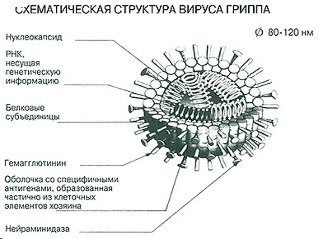 Вирус гриппа одноклеточный. Вирус гриппа строение биология 10 класс. Схематическая структура вируса гриппа. Структура вириона вируса гриппа. Схема строения вириона вируса гриппа.