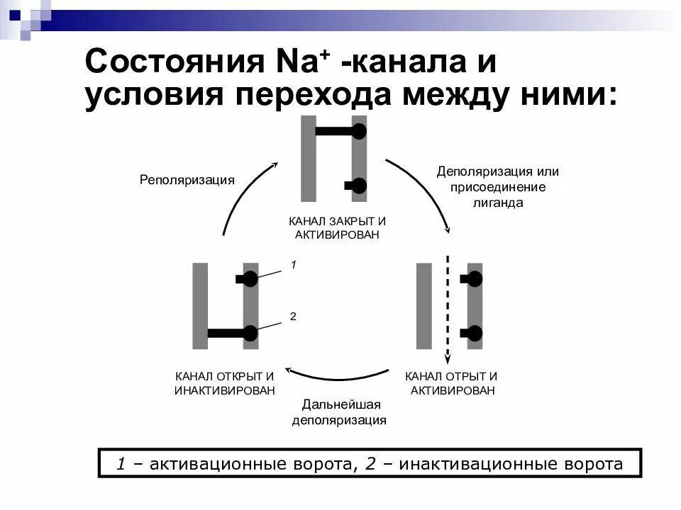 Инактивационные ворота натриевых каналов. Состояние натриевых каналов. Воротные каналы физиология. Активационные и инактивационные ворота мембраны.