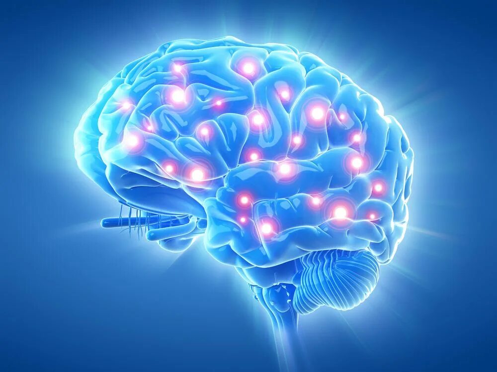 Brain contain