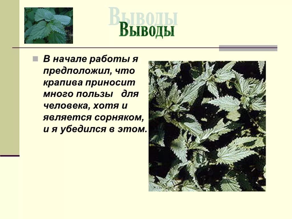 Крапива презентация 3 класс. Сообщение о растении крапива. Вывод о крапиве. Заключение о крапивы. Рассказ о крапиве