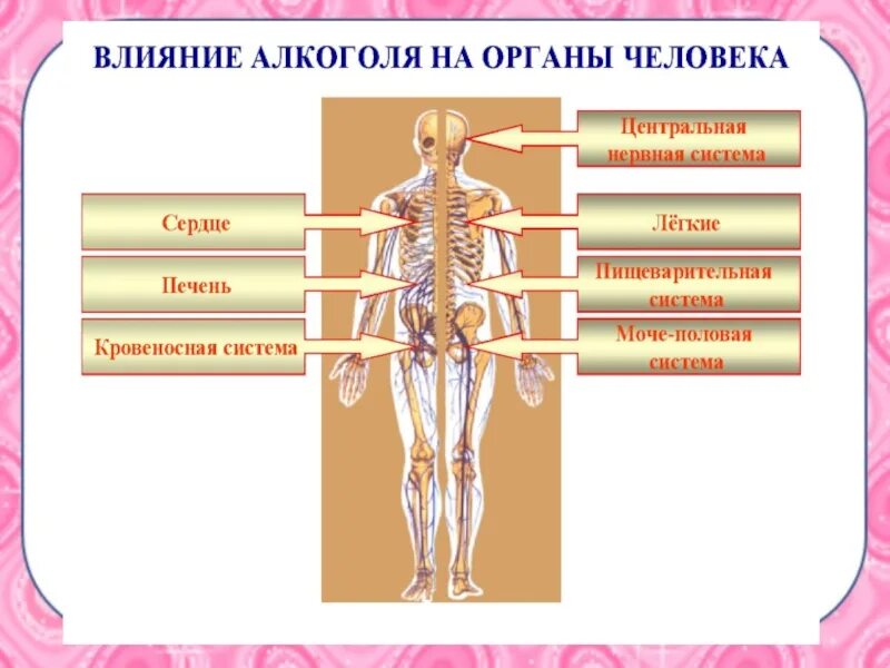 Половая система человека 8 класс тест. Алкоголь и нервная система.