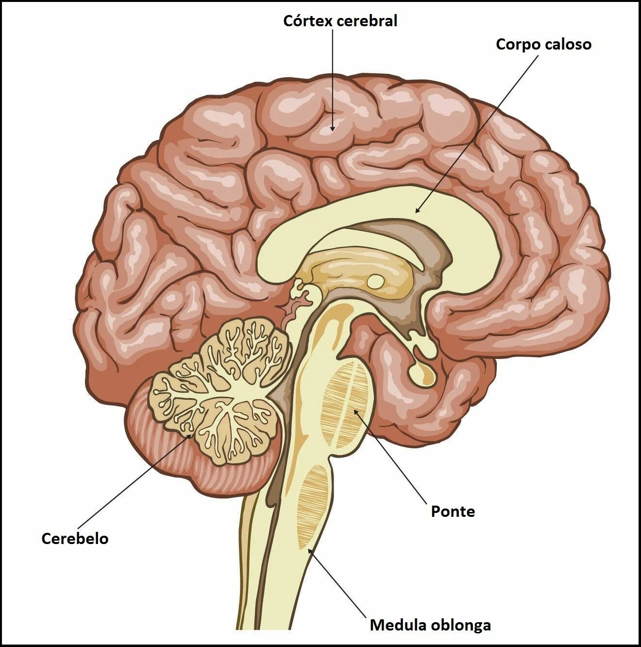 Prefrontal Cortex. Таламус и Амигдала. Кортекс мозг. Кортекс головной мозг.