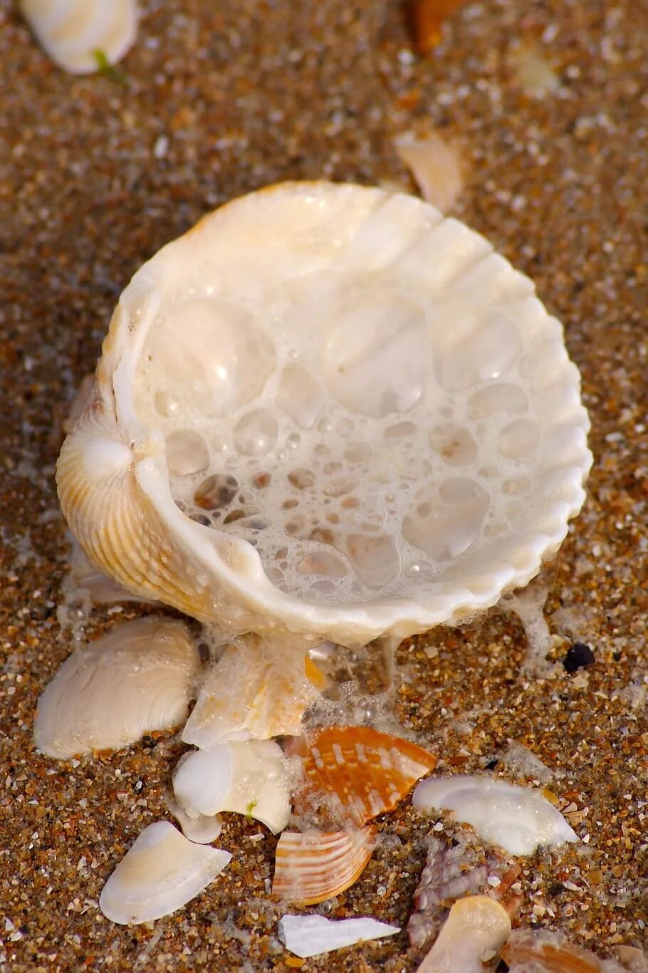 Морские обитатели ракушки. Морские жители в ракушках. Моллюски белого моря. Фото ракушки на море.