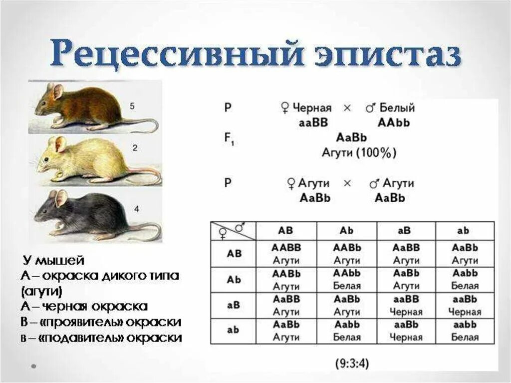 Рецессивный эпистаз у мышей. Эпистаз наследование окраски шерсти мышей. Рецессивный эпистаз окраска шерсти мышей. Эпистаз схема скрещивания.