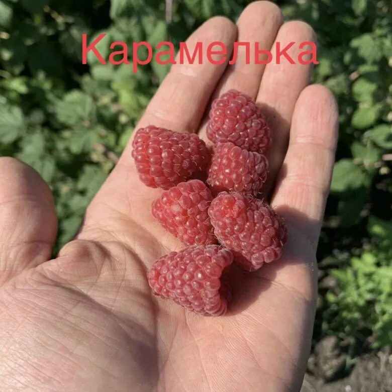 Малина сорт карамелька. Малина ремонтантная жар птица. Малина карамелька куст. Саженец малины карамелька. Малина штамбовая таруса.